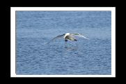 cygnes_ (4).jpg